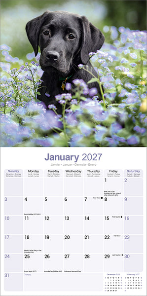 Labrador Retriever Black Kalender 2027