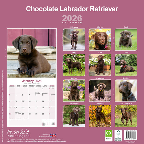 Labrador Retriever Chocolate Kalender 2026