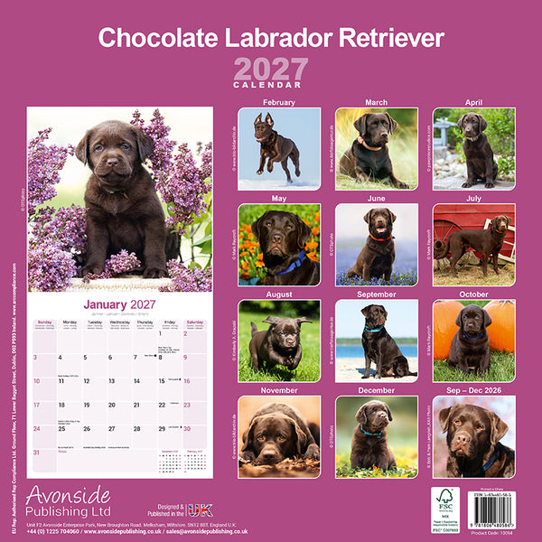 Labrador Retriever Chocolate Kalender 2027