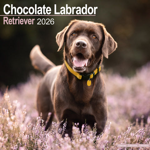 Labrador Retriever Chocolate Kalender 2026