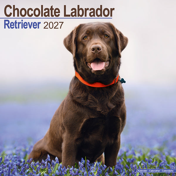 Labrador Retriever Chocolate Kalender 2027