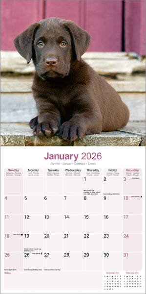 Labrador Retriever Chocolate Kalender 2026