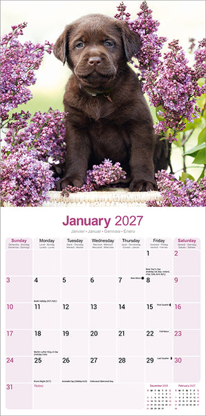 Labrador Retriever Chocolate Kalender 2027