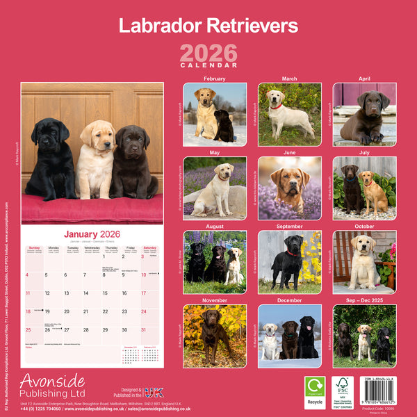 Labrador Retrievers Kalender 2026