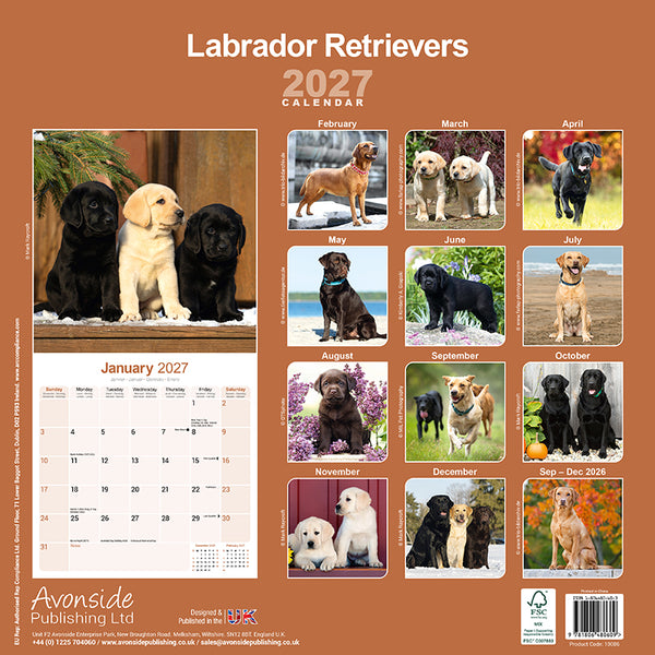 Labrador Retrievers Kalender 2027
