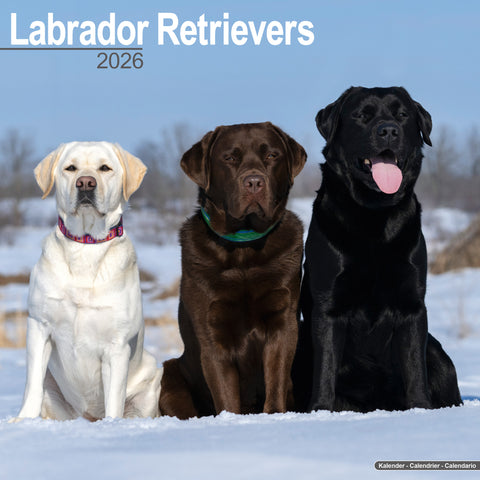 Labrador Retrievers Kalender 2026