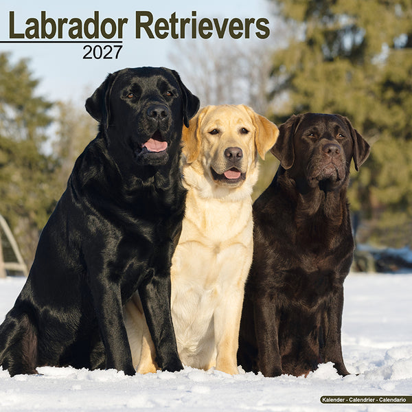Labrador Retrievers Kalender 2027