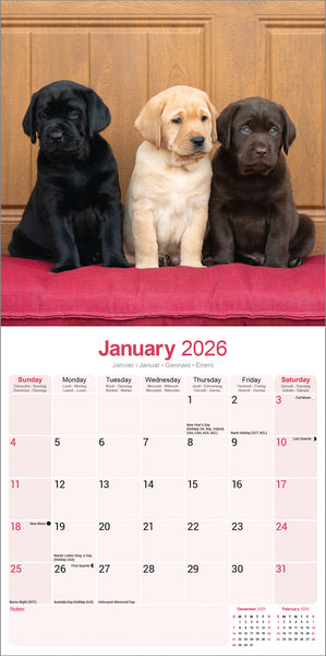 Labrador Retrievers Kalender 2026