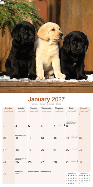Labrador Retrievers Kalender 2027