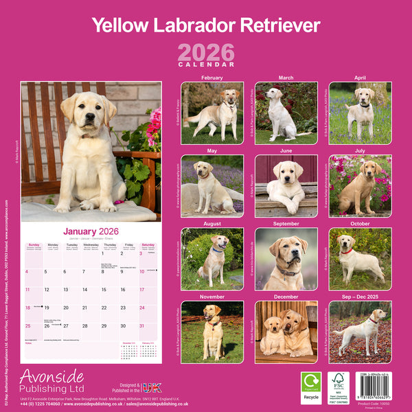 Labrador Retriever Yellow Kalender 2026