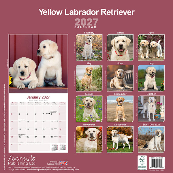 Labrador Retriever Yellow Kalender 2027