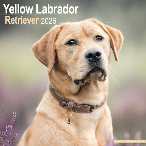 Labrador Retriever Yellow Kalender 2026
