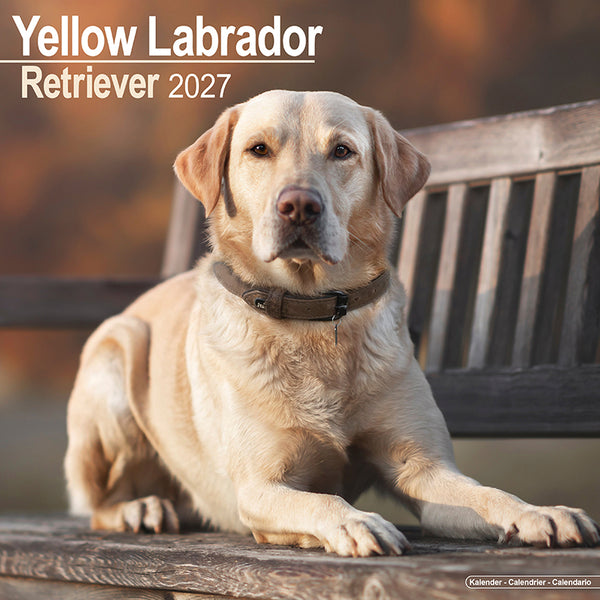 Labrador Retriever Yellow Kalender 2027