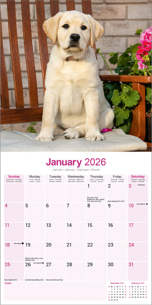 Labrador Retriever Yellow Kalender 2026
