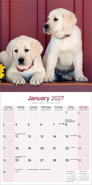 Labrador Retriever Yellow Kalender 2027