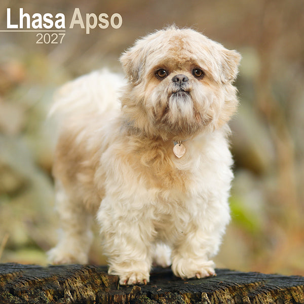 Lhasa Apso Kalender 2027