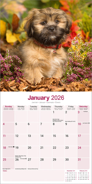 Lhasa Apso Kalender 2026