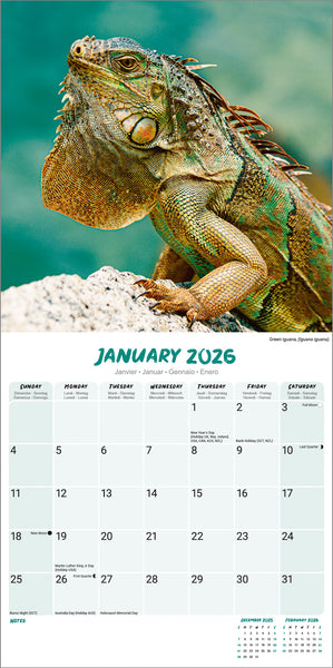 Lizards Kalender 2026