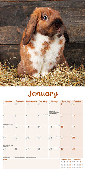 Lop-Eared Rabbits Kalender 2027