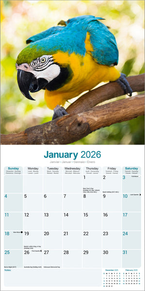 Macaws Kalender 2026