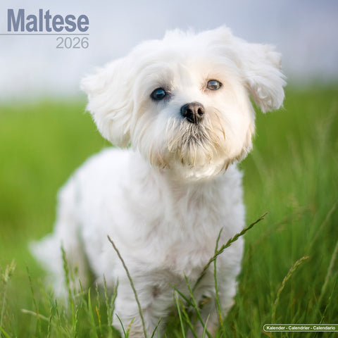 Maltese Kalender 2026