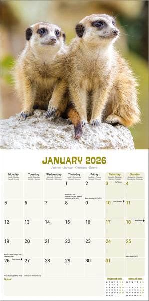 Meerkats Kalender 2026
