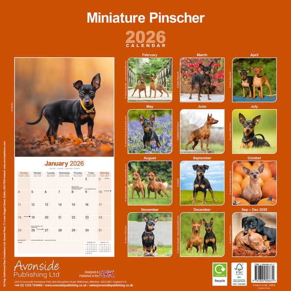 Miniature Pinscher Kalender 2026