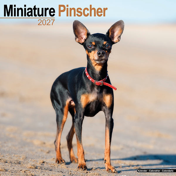 Miniature Pinscher Kalender 2027