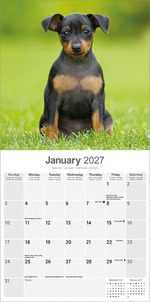 Miniature Pinscher Kalender 2027