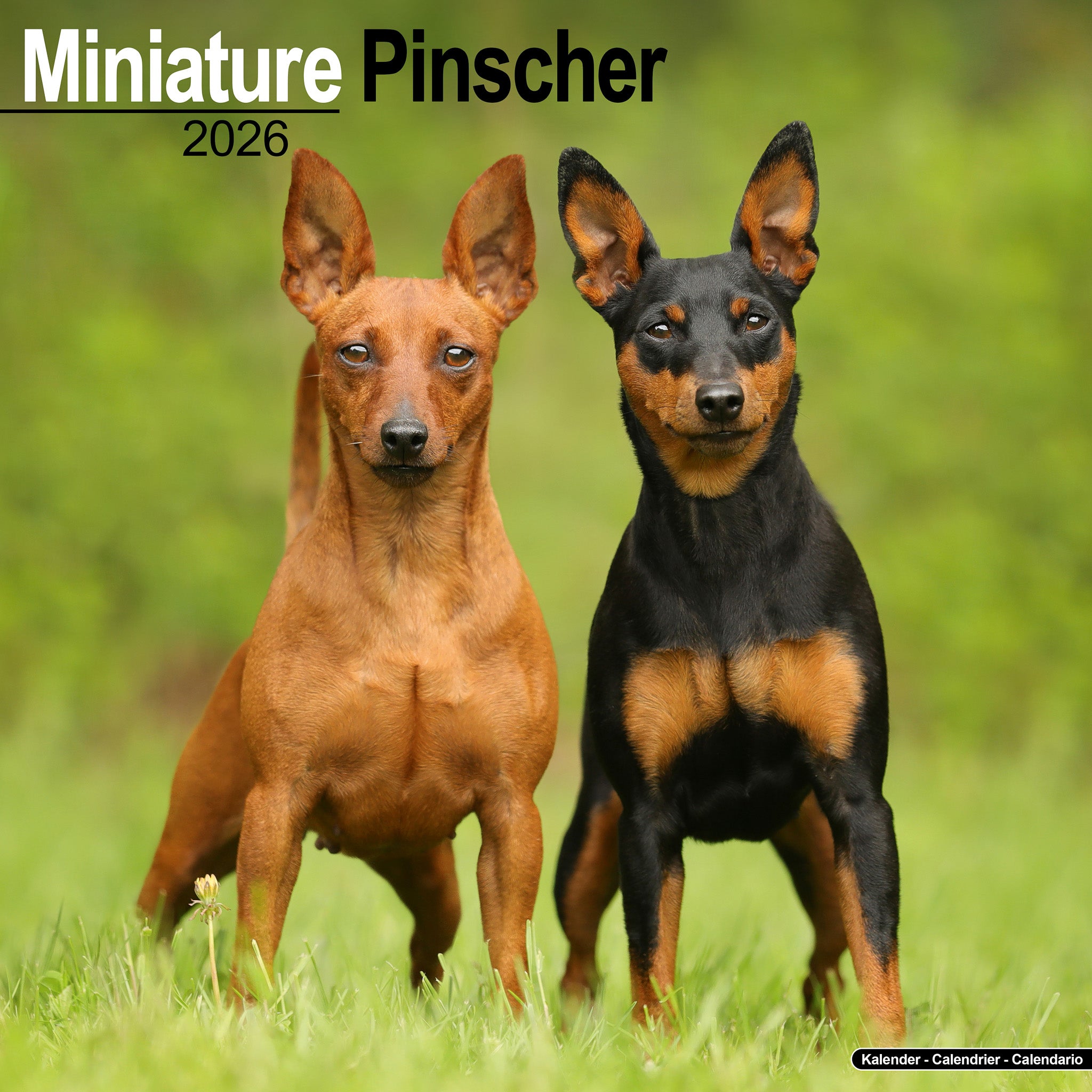 Miniature Pinscher Kalender 2026