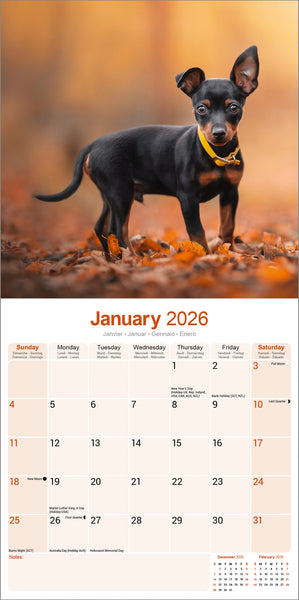 Miniature Pinscher Kalender 2026