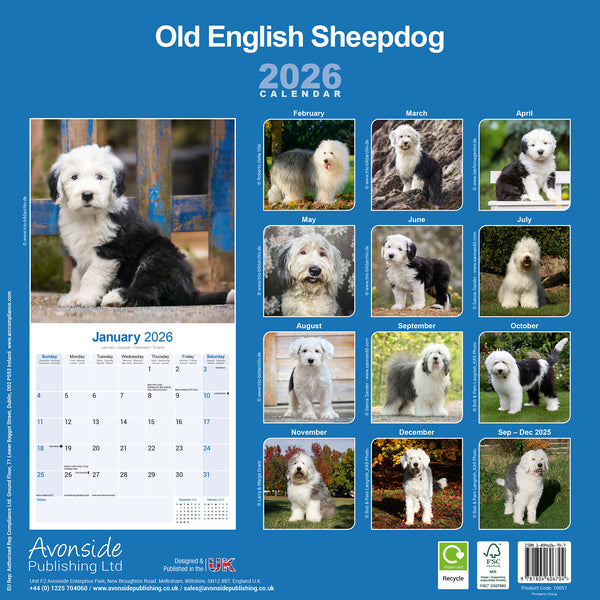 Old English Sheepdog Kalender 2026