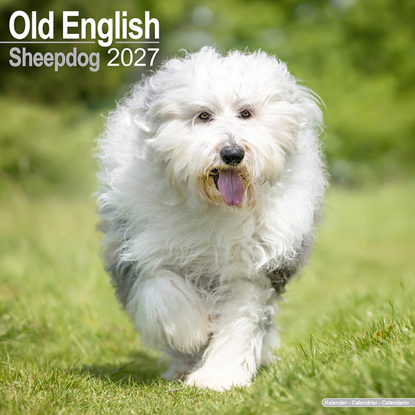 Old English Sheepdog Kalender 2027