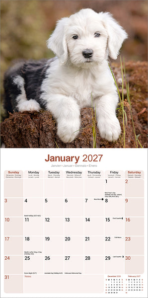 Old English Sheepdog Kalender 2027