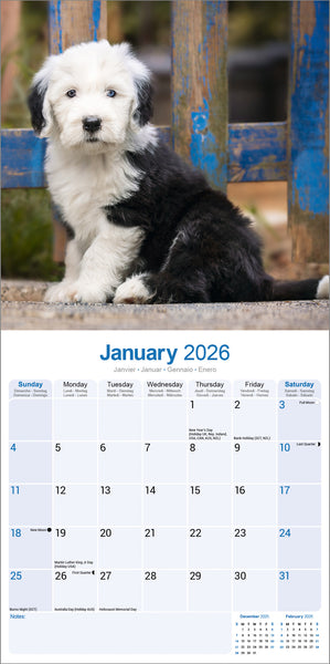 Old English Sheepdog Kalender 2026
