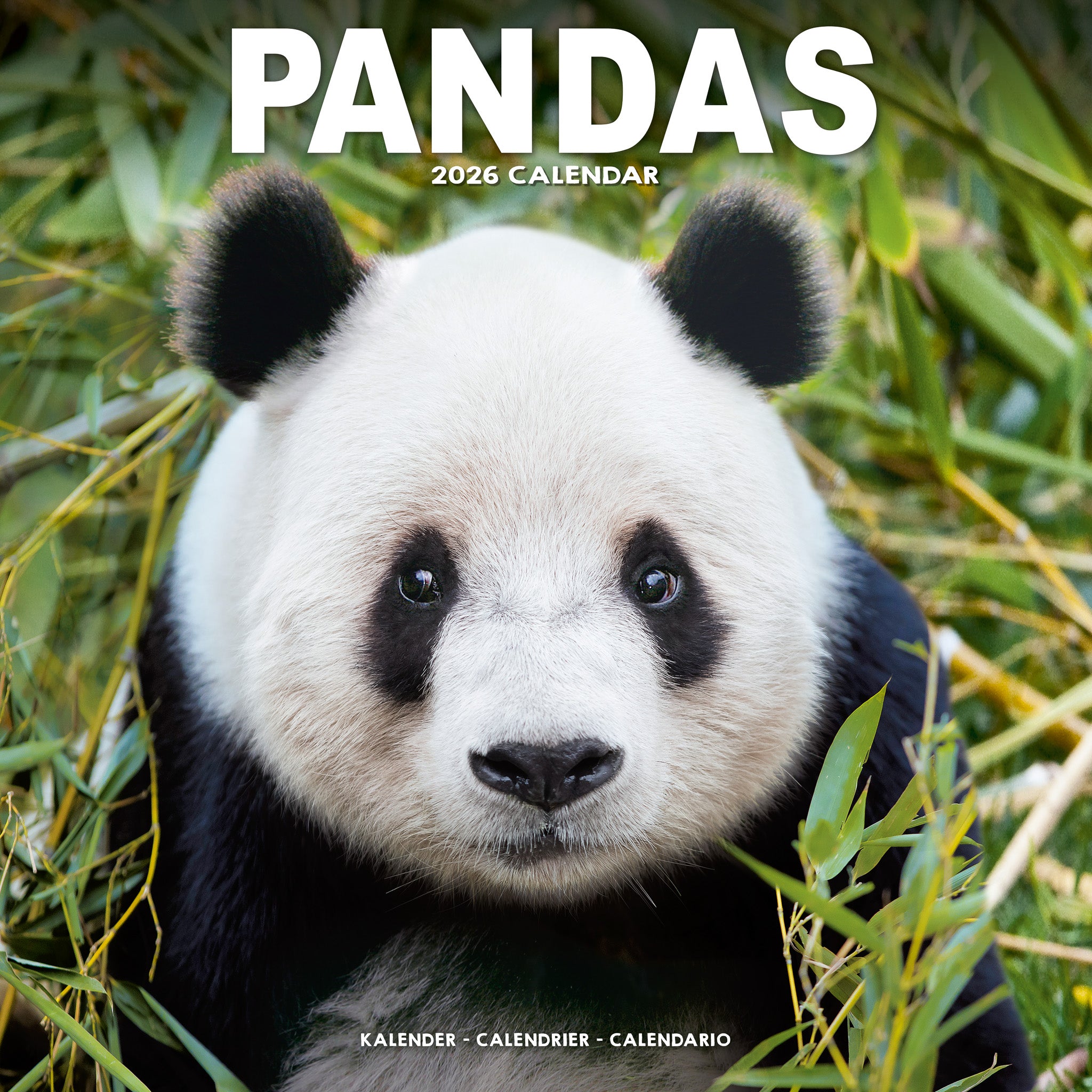 Pandas Kalender 2026