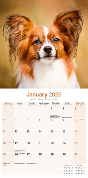 Papillon Kalender 2026