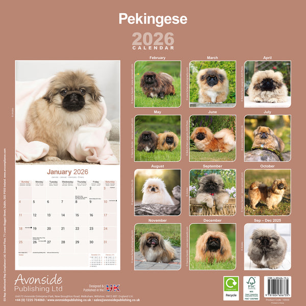Pekingese Kalender 2026
