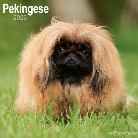 Pekingese Kalender 2026