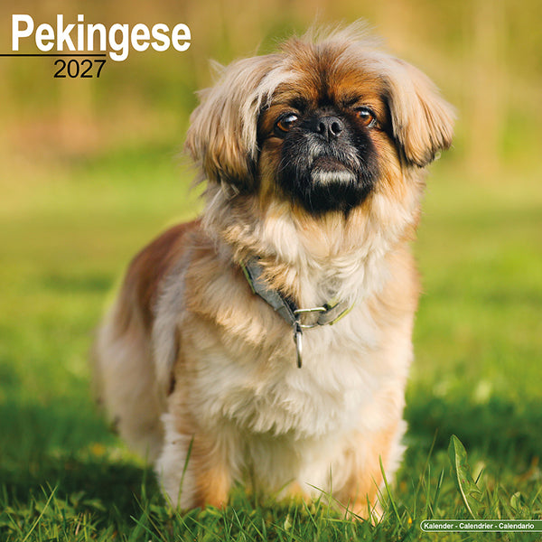 Pekingese Kalender 2027