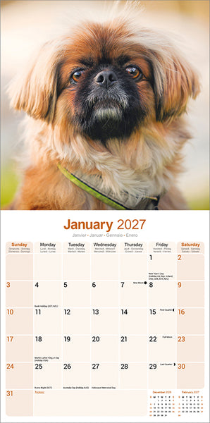 Pekingese Kalender 2027