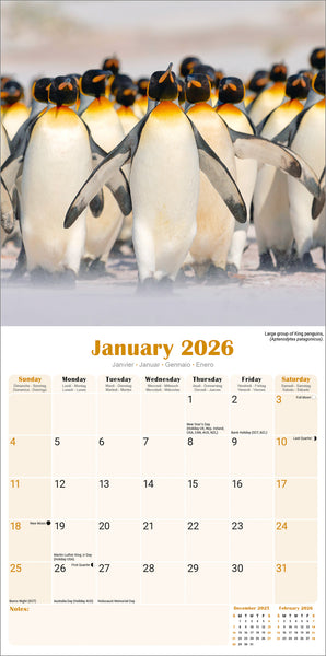 Penguins Kalender 2026
