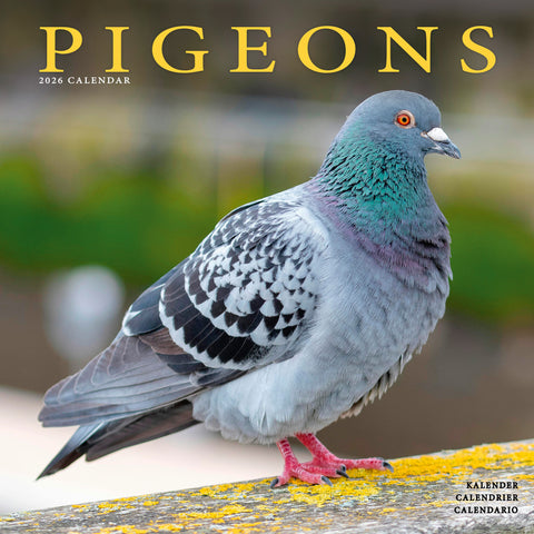 Pigeons Kalender 2026