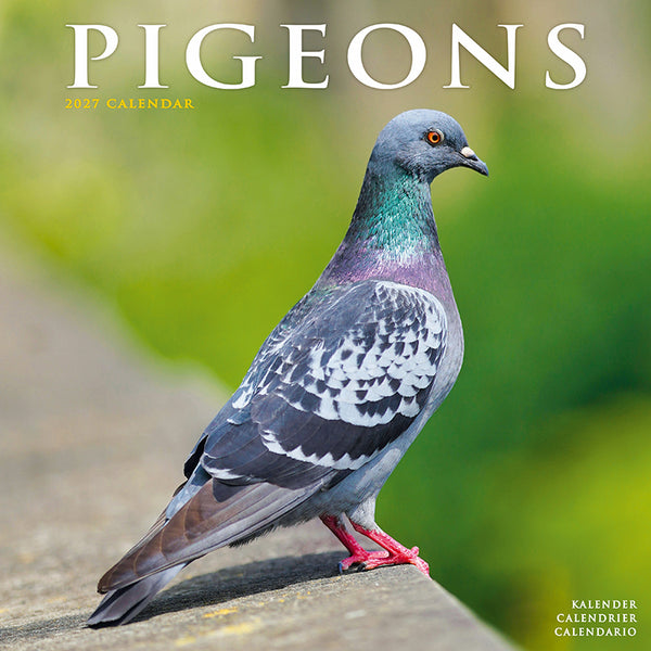 Pigeons Kalender 2027