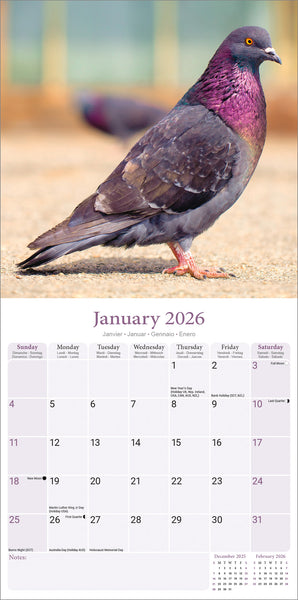 Pigeons Kalender 2026