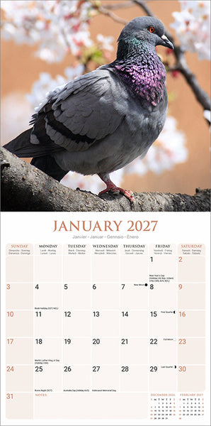 Pigeons Kalender 2027