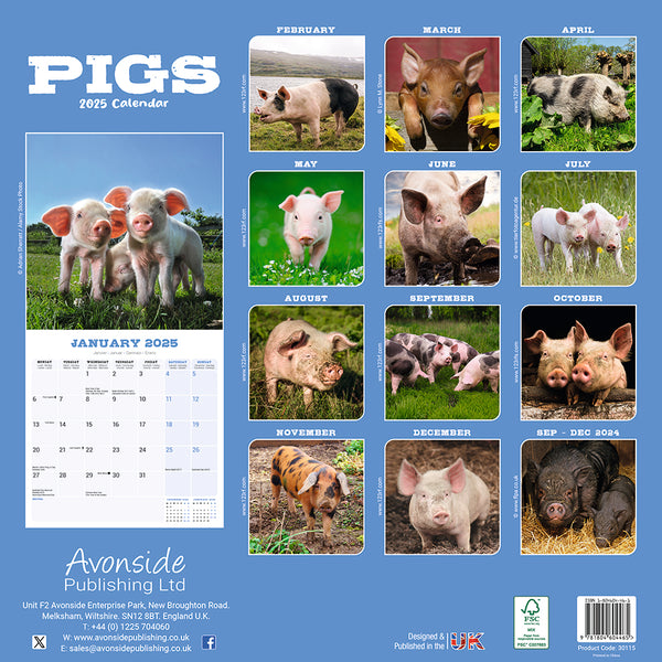 Pigs Kalender 2025 De Kalenderman