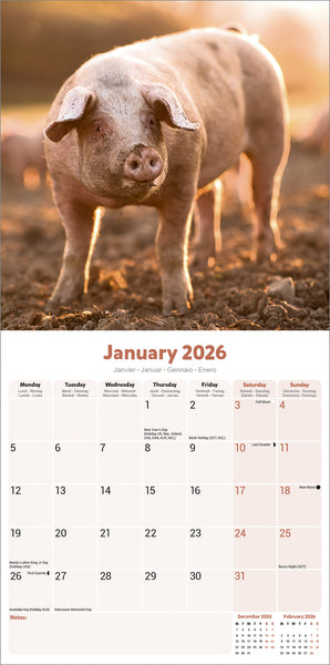 Pigs Kalender 2026