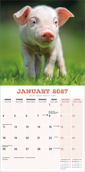 Pigs Kalender 2027