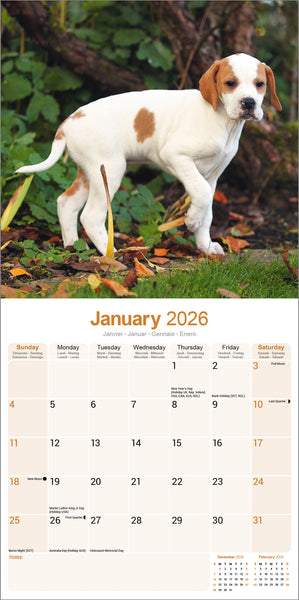 Pointer Kalender 2026